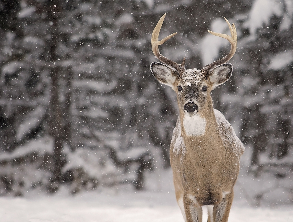 deer in winter, hunting safety tips